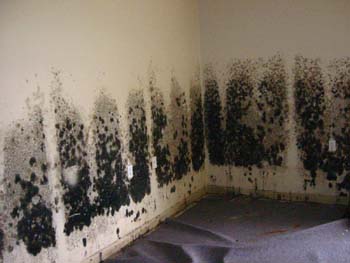 Mold Ysis Testing